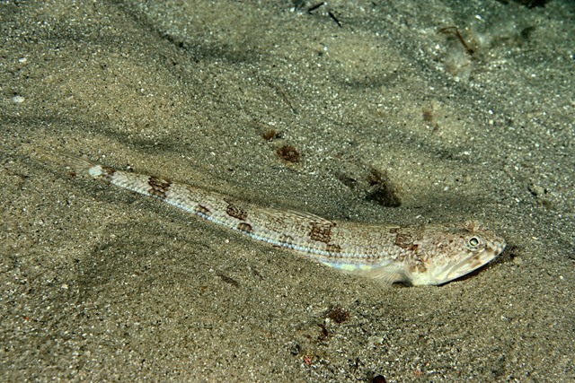 Synodus saurus (Linnaeus, 1758)